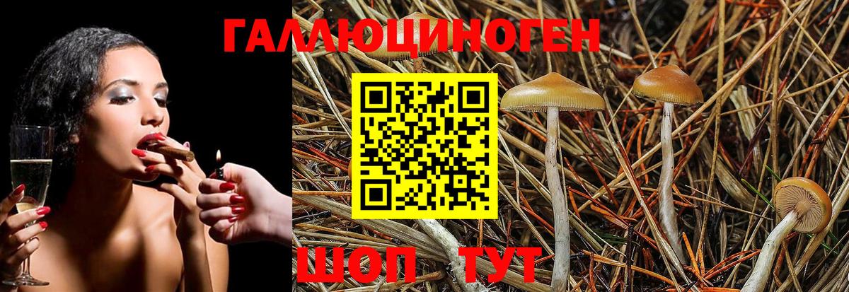 Псилоцибиновые грибы Psilocybine cubensis Владимир